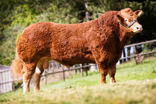 Load image into Gallery viewer, FOXHILLFARM LORDOFTHERING