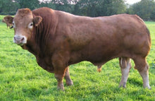 Load image into Gallery viewer, MILBROOK VIC