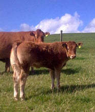 Load image into Gallery viewer, MULLARY INTREPID