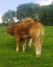 Load image into Gallery viewer, MULLARY INTREPID