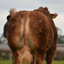 Load image into Gallery viewer, AMPERTAINE GIGOLO