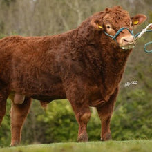 Load image into Gallery viewer, AMPERTAINE GIGOLO