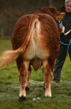 Load image into Gallery viewer, AMPERTAINE GUSTAV