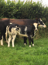 Load image into Gallery viewer, AMPERTAINE INFERNO