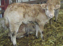 Load image into Gallery viewer, ANSIDE BOBBY