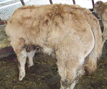 Load image into Gallery viewer, ANSIDE BOBBY