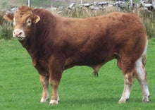 Load image into Gallery viewer, ANSIDE BOBBY