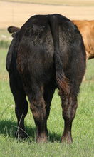 Load image into Gallery viewer, BAILEA BMW