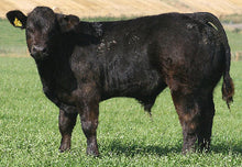 Load image into Gallery viewer, BAILEA BMW