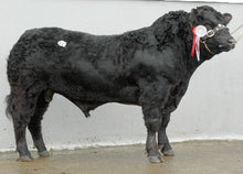 Load image into Gallery viewer, BAILEA BMW