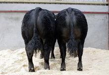 Load image into Gallery viewer, BAILEA BMW