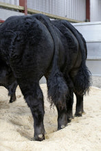 Load image into Gallery viewer, BAILEA BMW