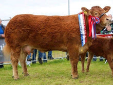 Load image into Gallery viewer, CARRICKMORE MAXIMUS