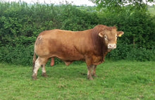 Load image into Gallery viewer, CHATSWORTH JOJO