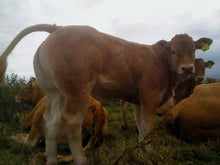 Load image into Gallery viewer, CLARAGH FRANCO