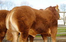 Load image into Gallery viewer, CLARAGH FRANCO