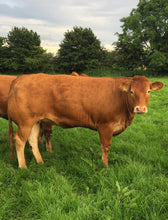 Load image into Gallery viewer, CORRIDAN HAKKA