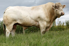 Load image into Gallery viewer, DUNDAS EINSTEIN