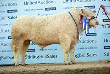 Load image into Gallery viewer, DUNDAS EINSTEIN