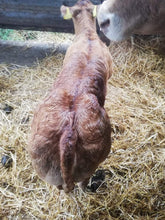 Load image into Gallery viewer, Withersdale Invader