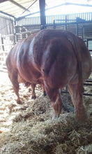 Load image into Gallery viewer, Withersdale Invader