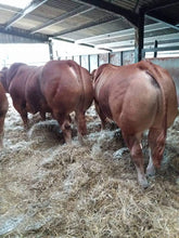 Load image into Gallery viewer, Withersdale Invader