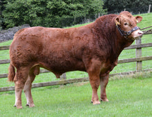 Load image into Gallery viewer, FENOMEN