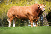 Load image into Gallery viewer, FENOMEN