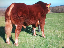 Load image into Gallery viewer, GLANGWDEN DOWNTOWN