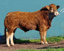 Load image into Gallery viewer, GOLDIES GLENFIDDACH