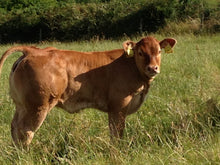 Load image into Gallery viewer, GOLDIES GLENFIDDACH