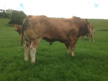 Load image into Gallery viewer, GOLDIES GLENFIDDACH