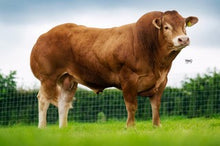 Load image into Gallery viewer, GRAHAMS NASHVILLE