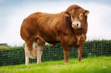 Load image into Gallery viewer, GRAHAMS NASHVILLE