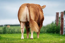 Load image into Gallery viewer, GRAHAMS NASHVILLE