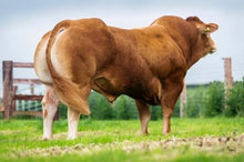 Load image into Gallery viewer, GRAHAMS NASHVILLE