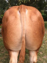 Load image into Gallery viewer, HIROHITO