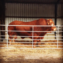 Load image into Gallery viewer, Withersdale Invader