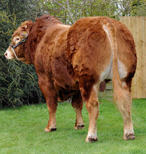 Load image into Gallery viewer, IRONSTONE COMANDER