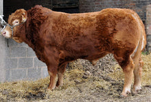 Load image into Gallery viewer, IRONSTONE COMANDER