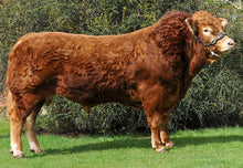 Load image into Gallery viewer, IRONSTONE COMANDER