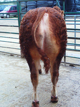 Load image into Gallery viewer, IRONSTONE GANDI (EU eligible)