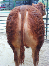 Load image into Gallery viewer, IRONSTONE GANDI (EU eligible)