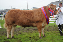 Load image into Gallery viewer, IRONSTONE GANDI (EU eligible)