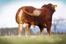 Load image into Gallery viewer, KILCOR ICEMAN