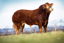 Load image into Gallery viewer, KILCOR ICEMAN