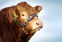 Load image into Gallery viewer, KILCOR ICEMAN