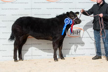 Load image into Gallery viewer, GLANGWDEN DOWNTOWN