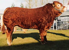 Load image into Gallery viewer, MILBROOK TANKO