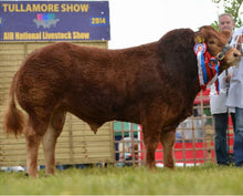 Load image into Gallery viewer, MULLARY INTREPID